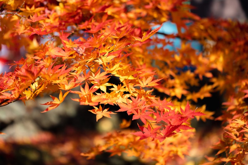 紅葉