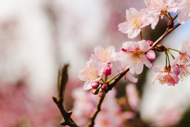 桜