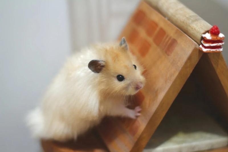 ハムスター