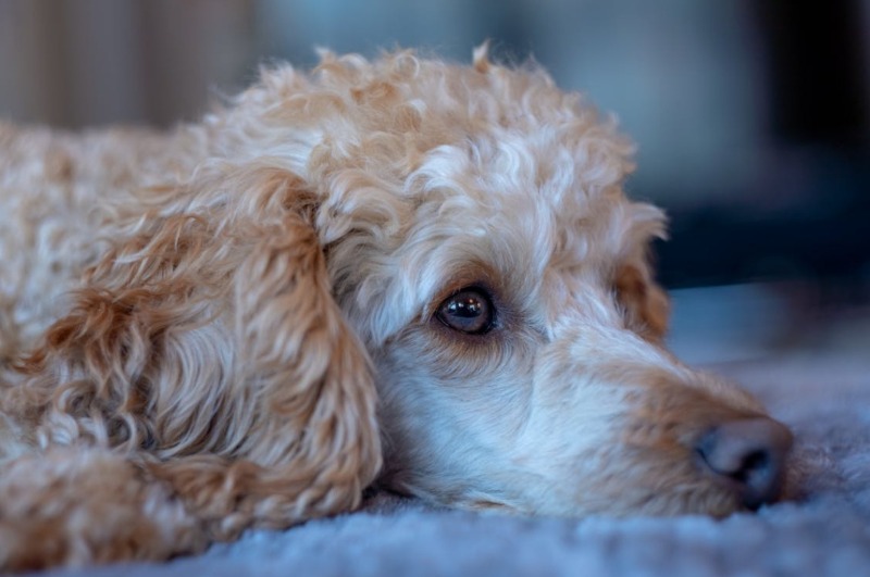 犬